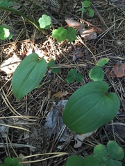 Maianthemum bifolium