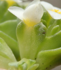 Sebaea minutiflora
