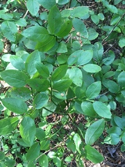 Vaccinium myrtillus