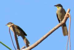 Yellow-Throated Greenbul photo 3