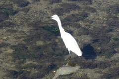 Egretta garzetta