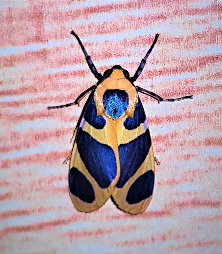Emurena fernandezi