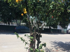 Hibiscus rosa-sinensis