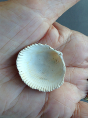 Clinocardium nuttallii