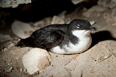 Craveri's Murrelet photo 2