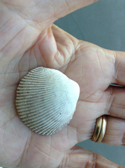 Clinocardium nuttallii