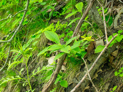 Lonicera dioica