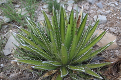 Agave albomarginata