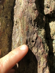 Arthonia kermesina