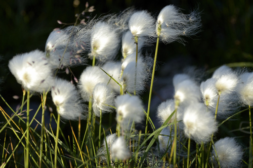 Scheuchzer's cottongrass