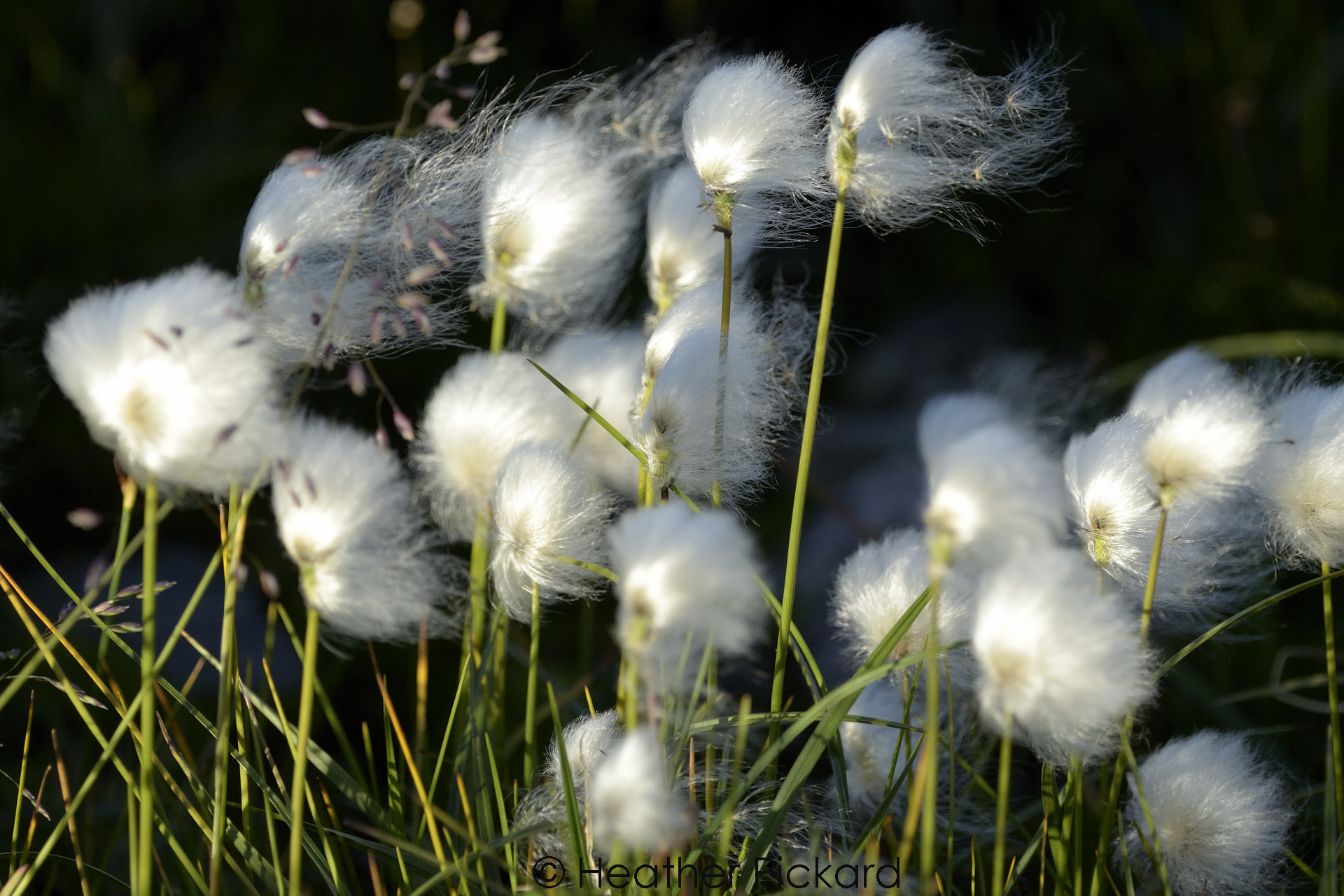 Eriophorum scheuchzeri