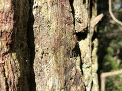 Arthonia kermesina
