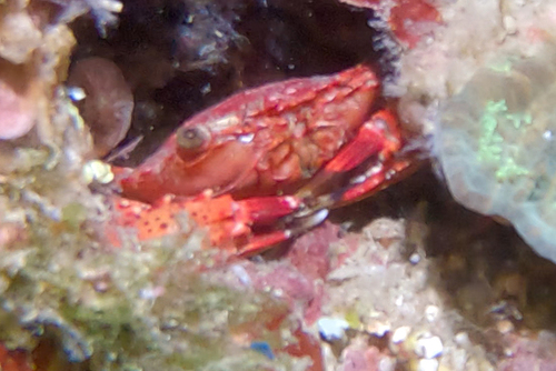 Thranita pseudopelsarti