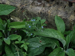 Pentaglottis sempervirens