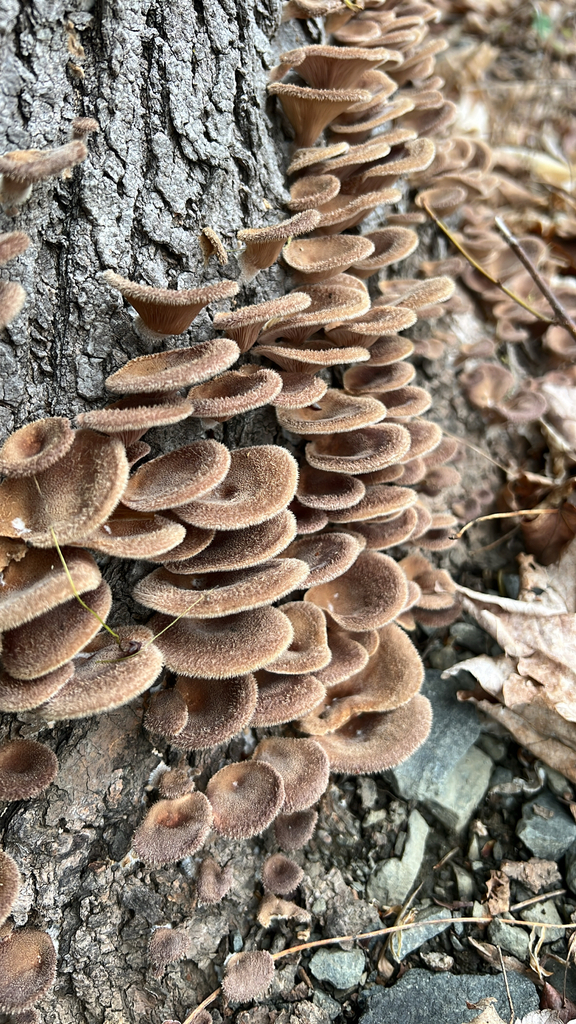 Hairy Oyster Mushroom