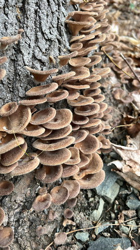 Hairy Oyster Mushroom