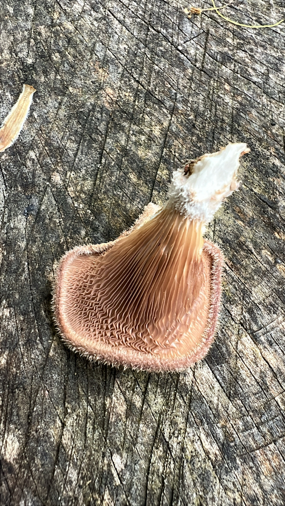 Hairy Oyster Mushroom