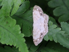 Scopula propinquaria