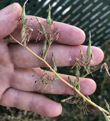Lactuca serriola