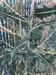 Lactuca serriola