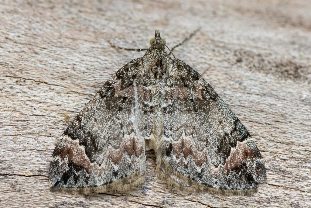 Dark Marbled Carpet