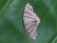 Orudiza protheclaria