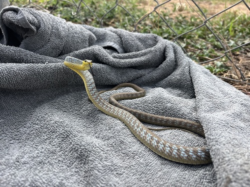 Common Tree Snake sighting