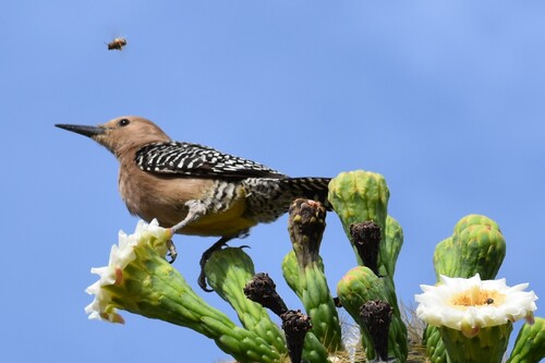 Gila Woodpecker
