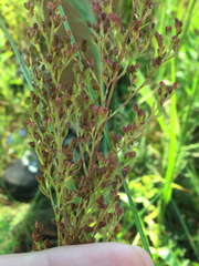 Penstemon multiflorus