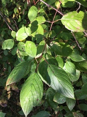 Cornus