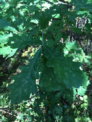 Quercus robur
