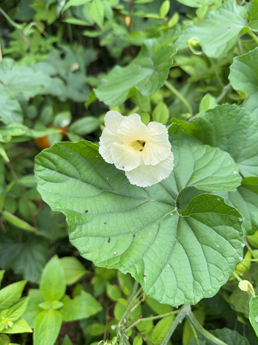 Momordica foetida