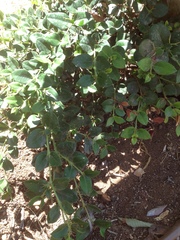 Carissa macrocarpa