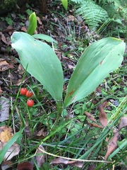 Convallaria majalis