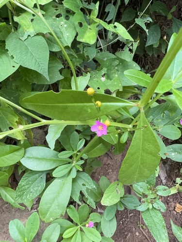 Philippine spinach