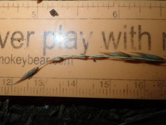 Melica subulata