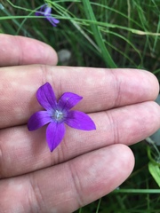 Campanula patula