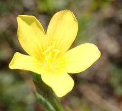Linum acuticarpum