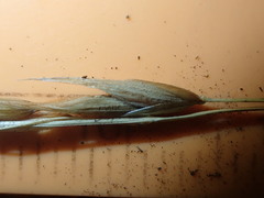 Melica subulata
