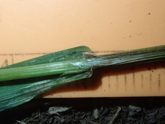 Melica subulata