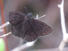 Ephyriades brunnea