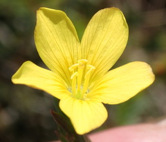 Linum acuticarpum