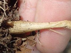 Melica subulata