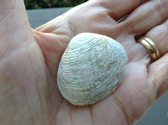 Semele rupicola