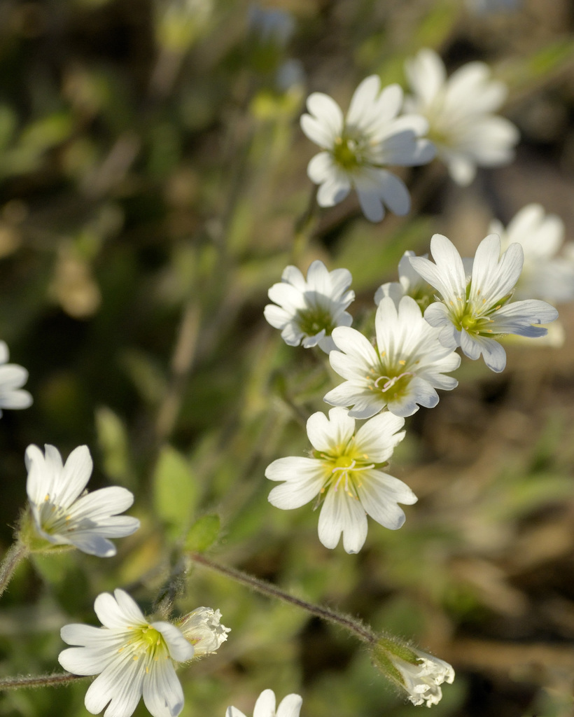Arctic Chickweed