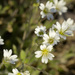 Cerastium nigrescens arcticum - Photo (c) Heather Pickard, μερικά δικαιώματα διατηρούνται (CC BY-NC), uploaded by Heather Pickard
