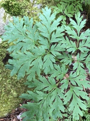 Dicentra eximia