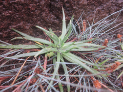 Plantago maritima juncoides