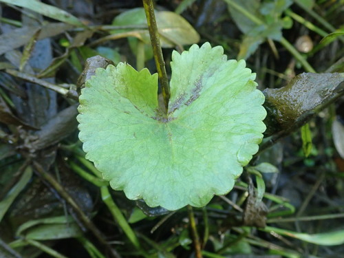 Caltha palustris