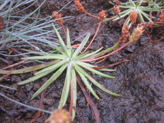 Plantago maritima juncoides